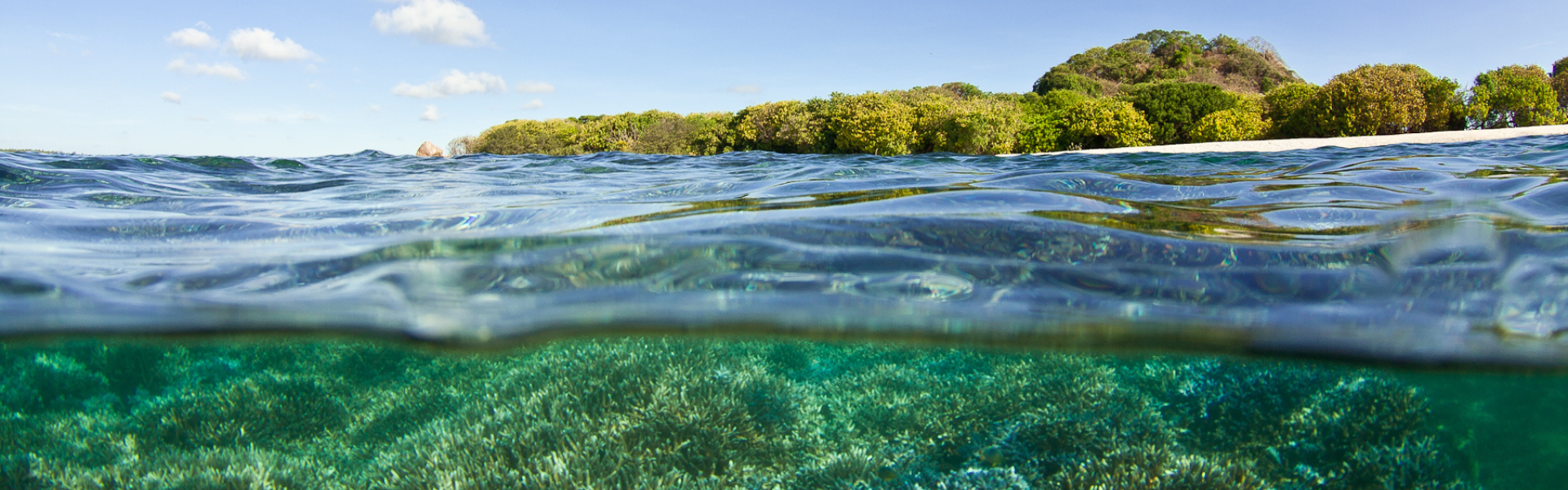 coastline and corals underwater in Sri Lanka